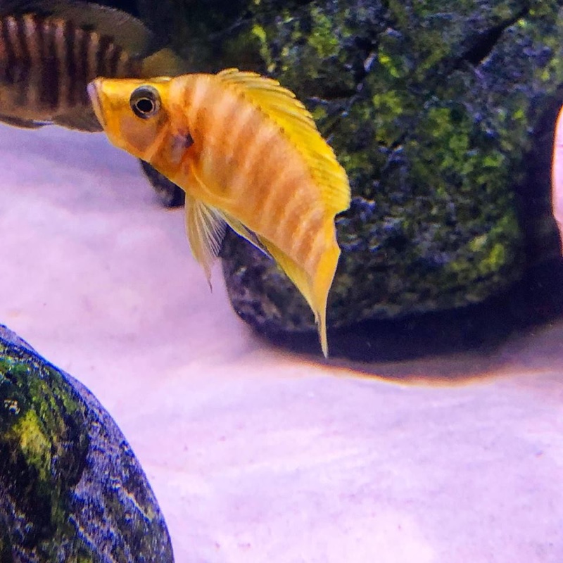 Altolamprologus compressiceps 'Kilima' (Mandarin)